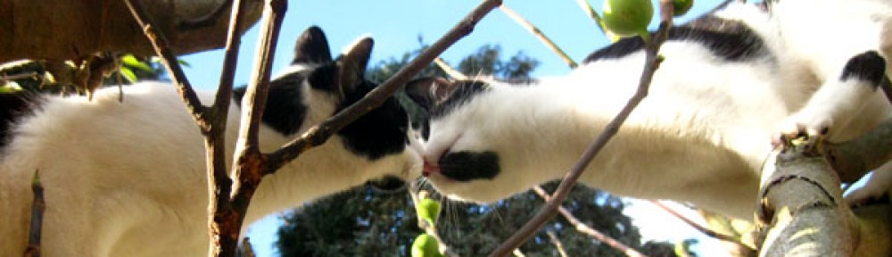 Cats in trees